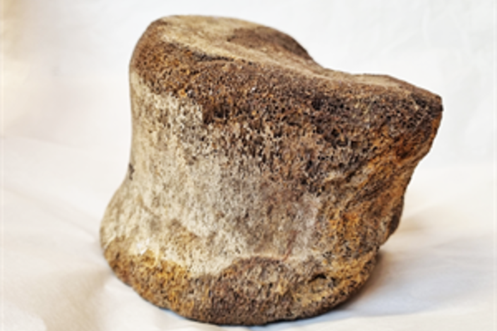 Whale Vertebrae