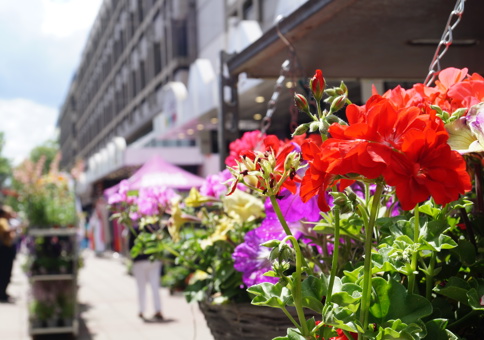 Hanging basket for sale outside Chelmsford Market on a sunny day