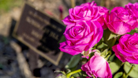 Small plaque with bunch of pink roses beside it preview