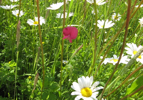 Wildflowers