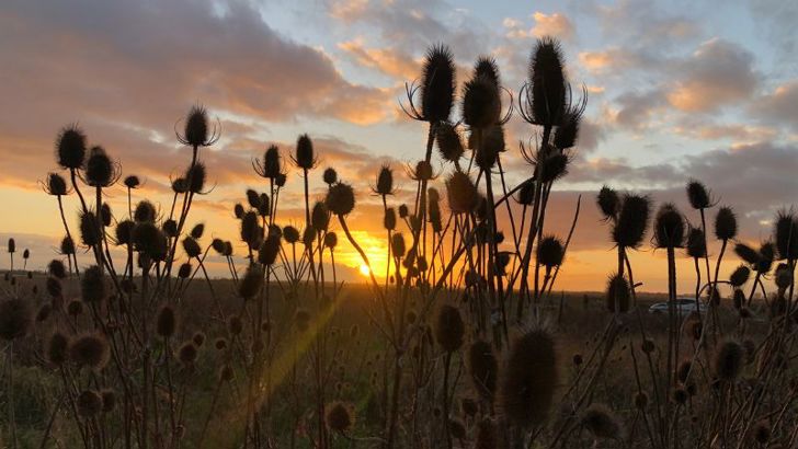 The sun setting behind thistles. 