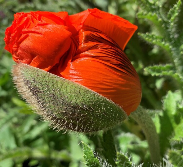 Poppy flower about to bloom