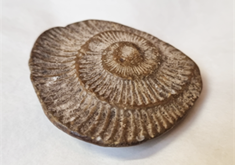 Ammonite