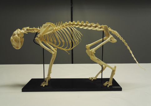 Cat Skeleton