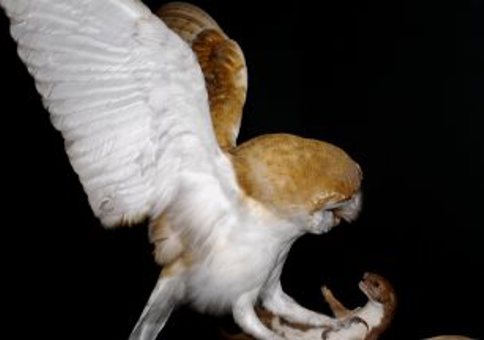 Barn owl